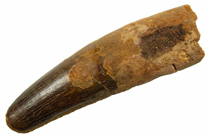 Fossil Spinosaurus Tooth - Feeding Worn Tip #330082